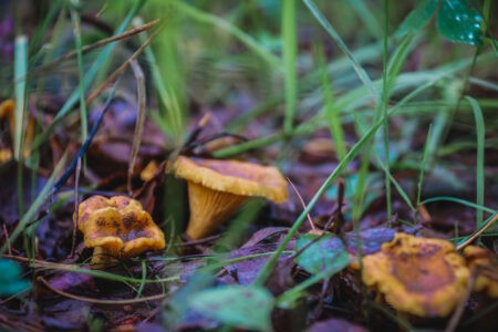 В России ввели уголовную ответственность за незаконный сбор растений и грибов