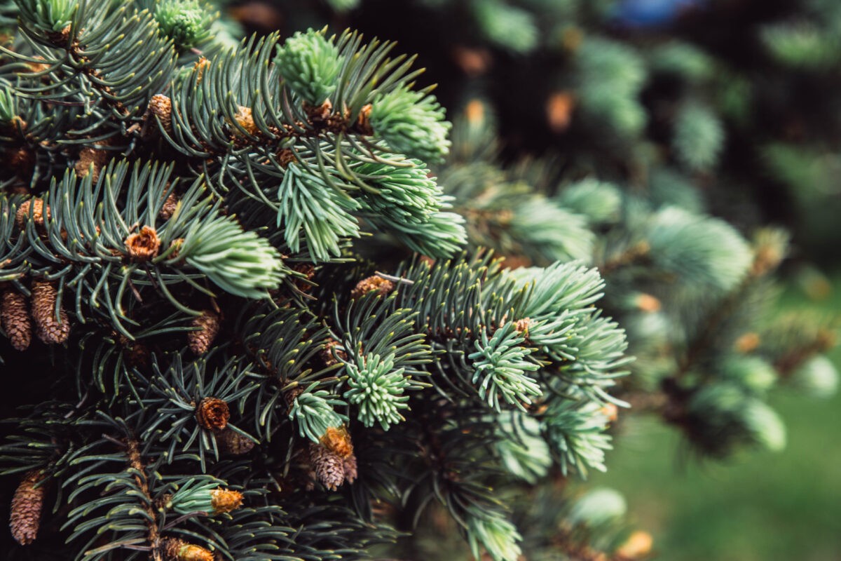 В Тверской области ищут «лесоруба», который незаконно спилил ели