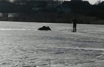 Появились подробности спасения тонущего лося в Тверской области Появились подробности спасения тонущего лося в Тверской области