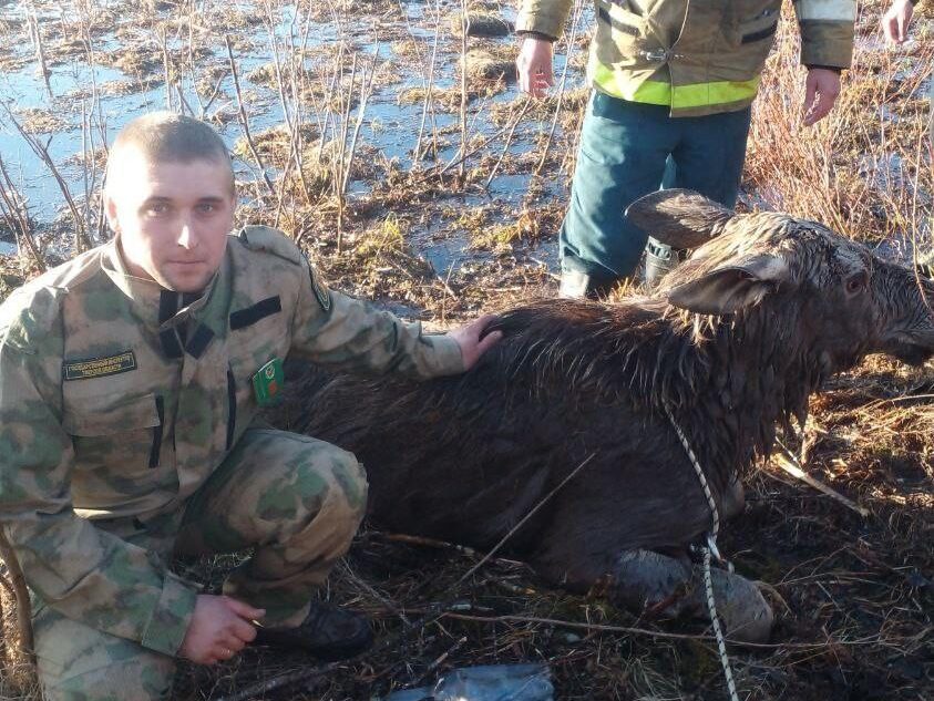 В Тверской области из реки вытащили тонущего лося