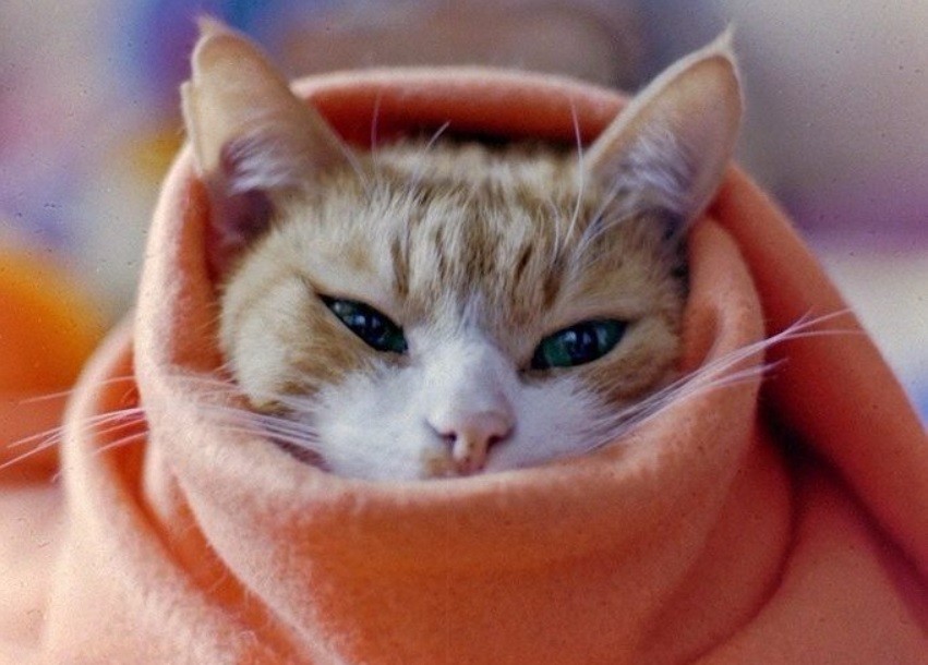 В Тверской области будут три волны заморозков