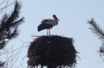 В Тверскую область вернулись долгожданные аисты