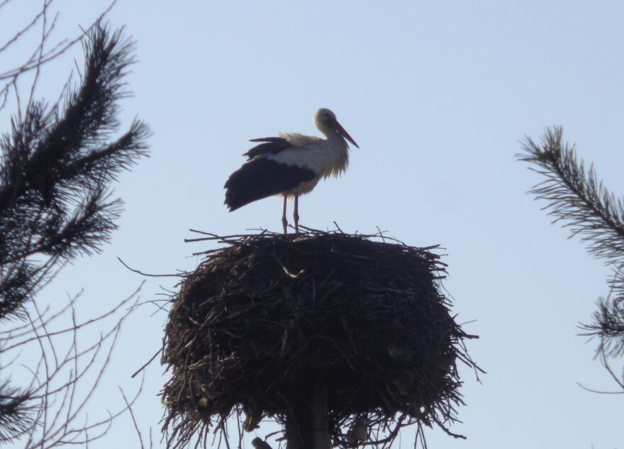 В Тверскую область вернулись долгожданные аисты