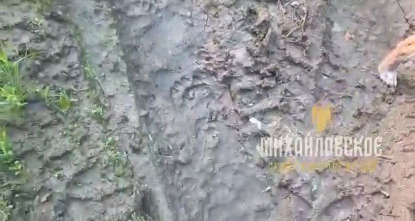 В лесах под Тверью местные жители встретили медведя