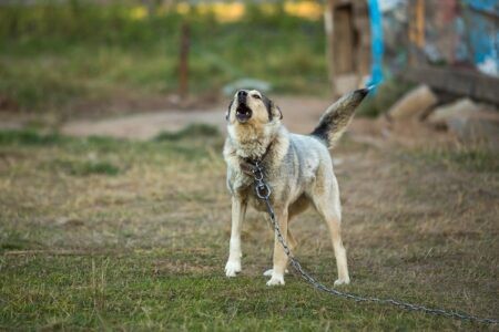 Кинологи рассказали, как справиться с агрессивной собакой Кинологи рассказали, как справиться с агрессивной собакой