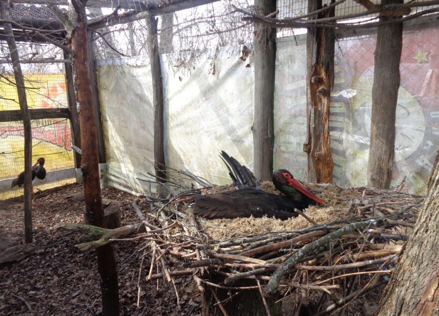 Биологи в Тверской области просят помочь спасти черных аистят