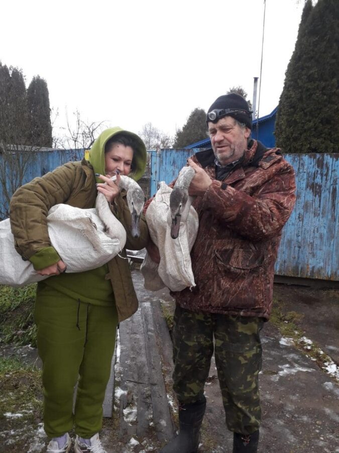 Спасенные в Тверской области замерзающие лебедята стали москвичами  