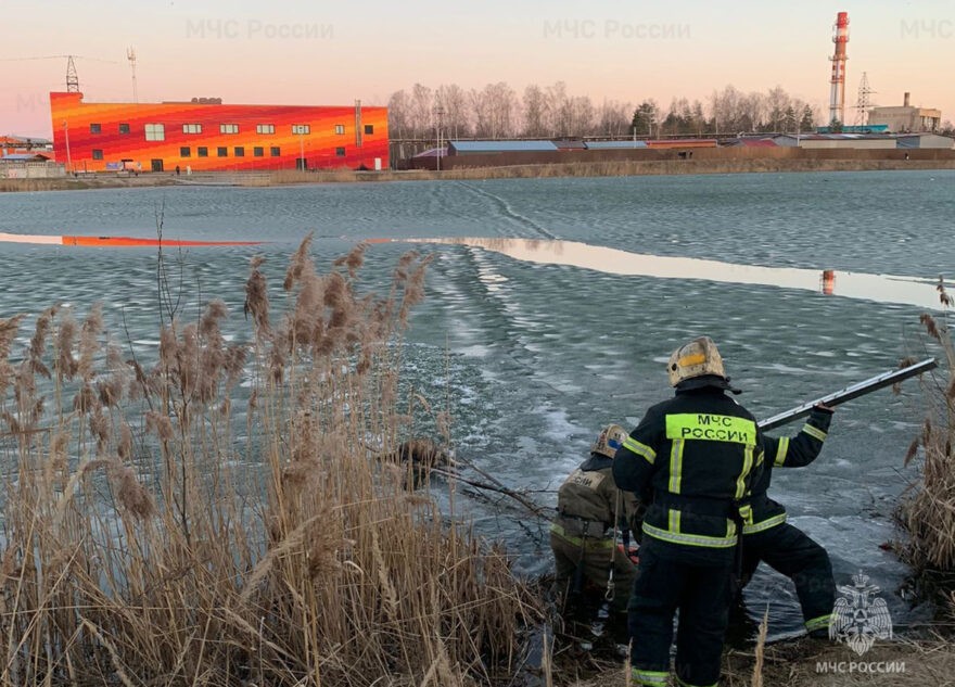 В Тверской области спасатели вытащили из воды тонущую собаку В Тверской области спасатели вытащили из воды тонущую собаку