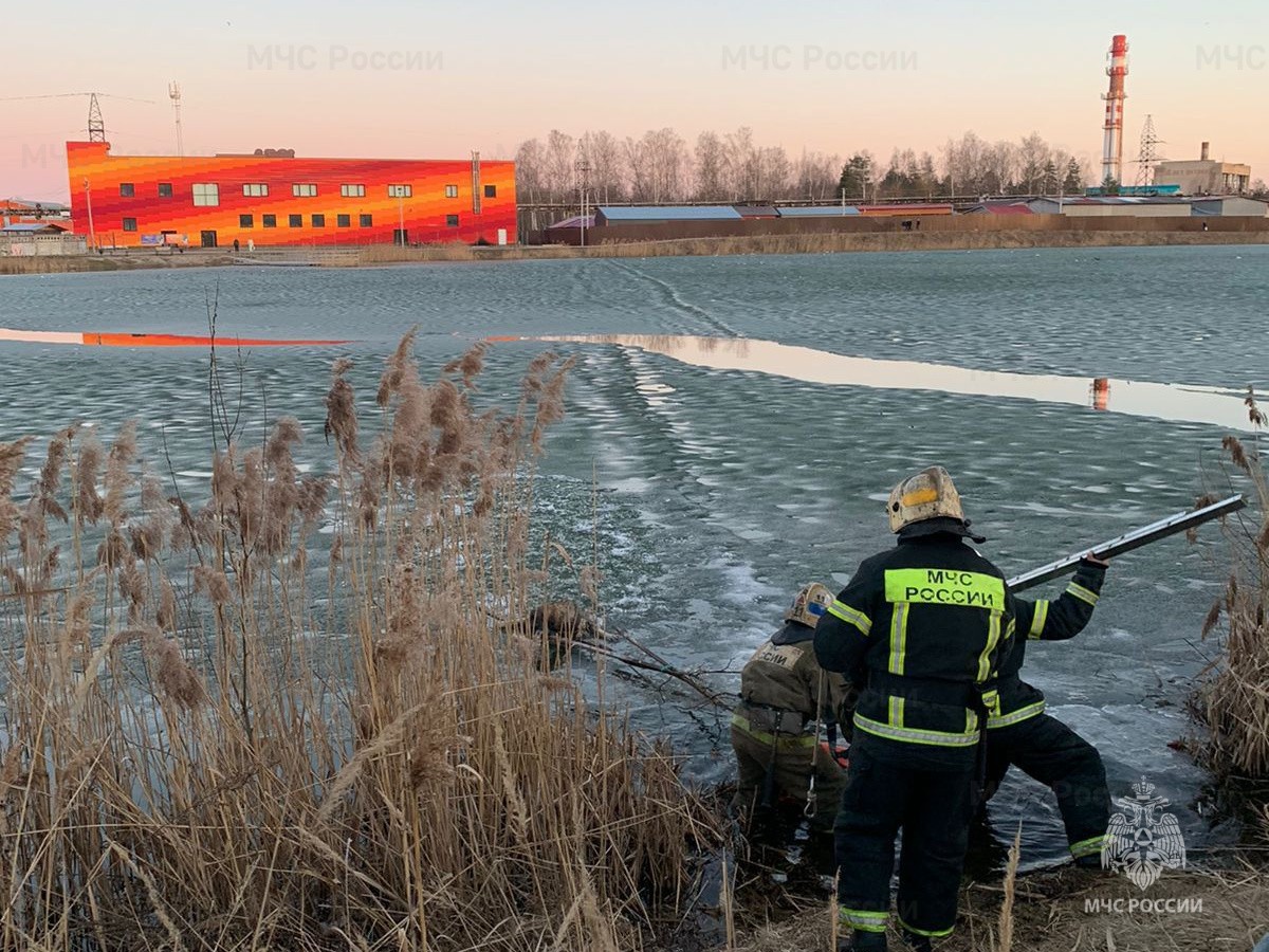 В Тверской области спасатели вытащили из воды тонущую собаку
