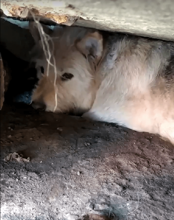 Волонтёры из Твери поймали неуловимую собаку с помощью нового оборудования
