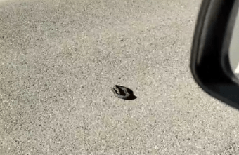 В Тверской области проснулись гадюки В Тверской области проснулись гадюки