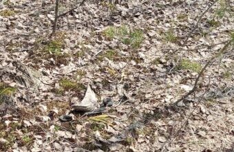 Под Тверью началось нашествие проснувшихся змей