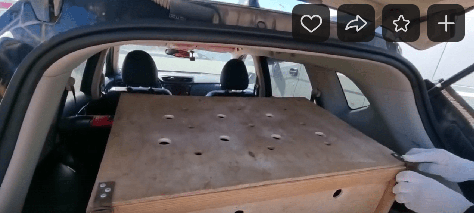 Спасенные тюменские медвежата благополучно едут в Тверскую область