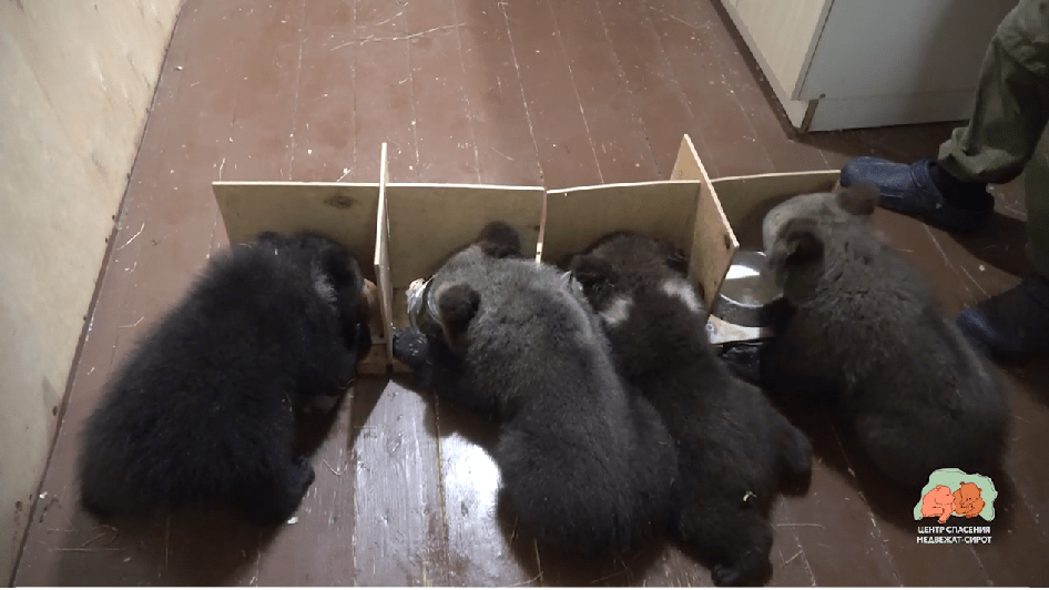 Главные по тарелочкам: в Тверской области сняли новое медвежье видео