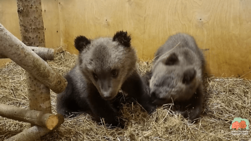 В Тверской области сняли на видео забавные игры медвежат