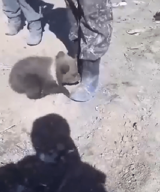 В Тверскую область везут еще трех медвежат-сирот