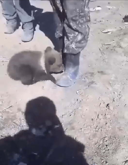 В Тверскую область везут еще трех медвежат-сирот