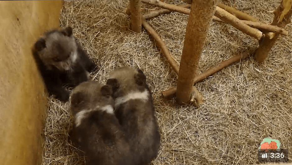 Дорогу в Тверскую область медвежата-сироты перенесли лучше приемных «родителей»