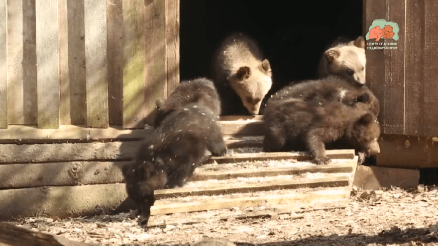 В Тверской области сняли видео про самых смелых медвежат