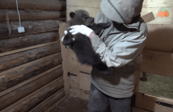 Медвежата Ермак, Тайга и Лайма будут жить в Тверской области отдельно