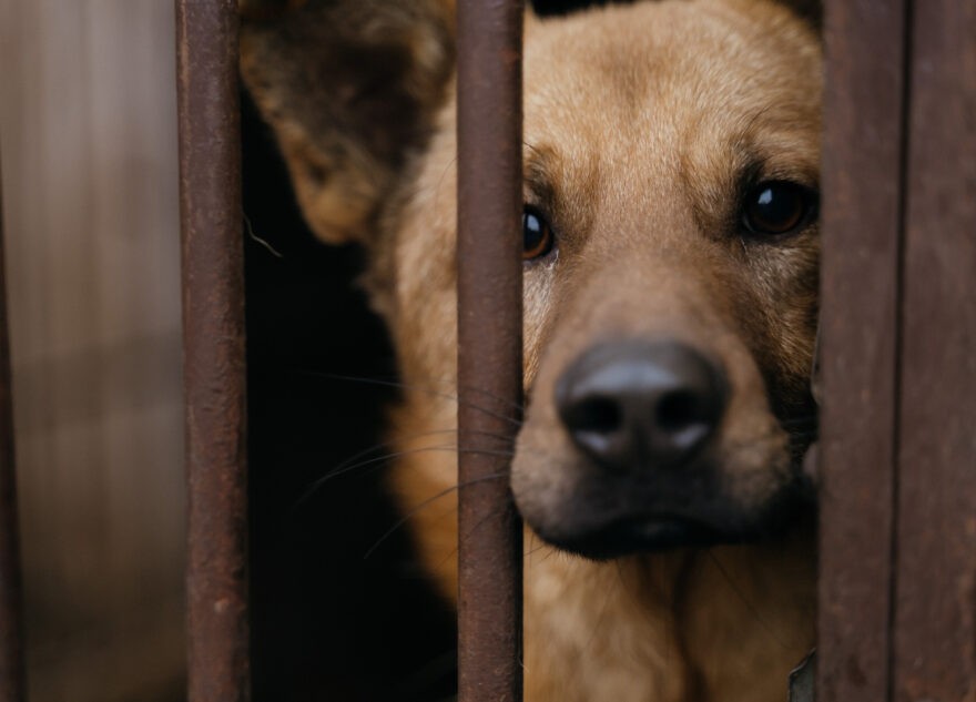 Кинологи рассказали о том, как плачут собаки