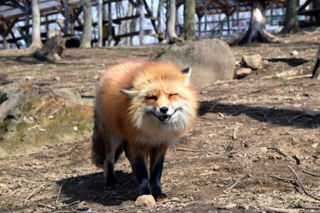 Жителей деревень под Тверью напугала подозрительная лиса