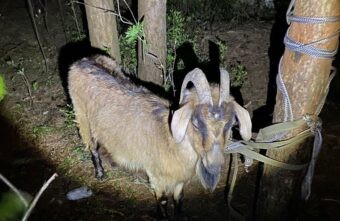 Под Тверью местные жители поймали на кладбище сектантов Под Тверью местные жители поймали на кладбище сектантов