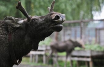 В Твери на площадь выбежал лось В Твери на площадь выбежал лось