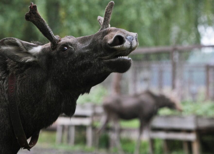 В Твери на площадь выбежал лось