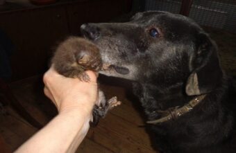 В Тверской области собаки стали няньками для куницы В Тверской области собаки стали няньками для куницы