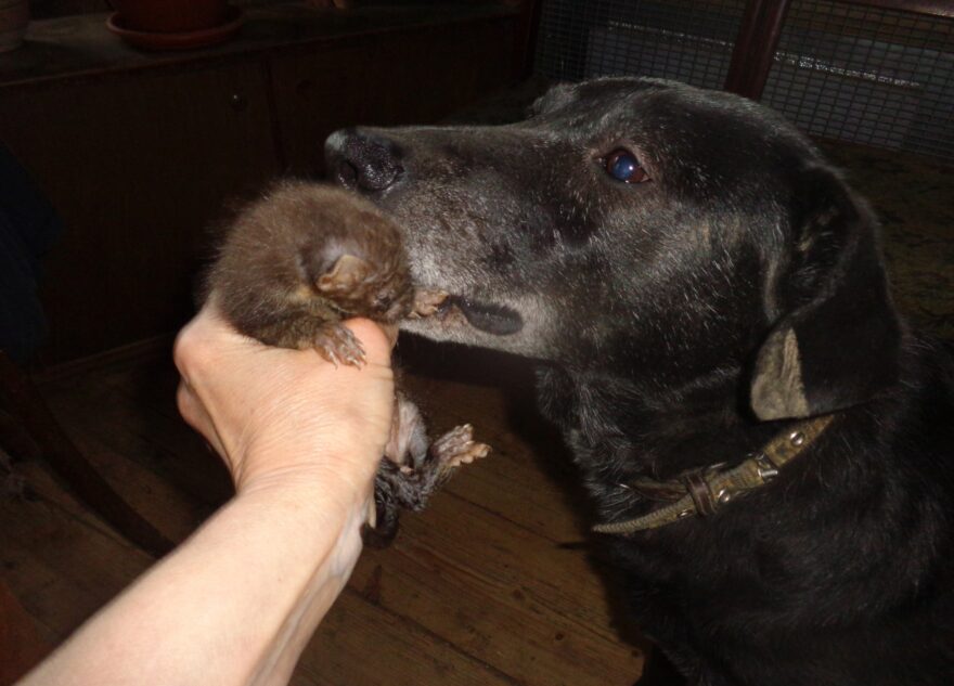 В Тверской области собаки стали няньками для куницы