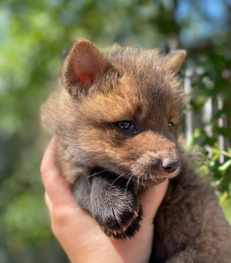 Жители Тверской области не дали пустить лису на шубу