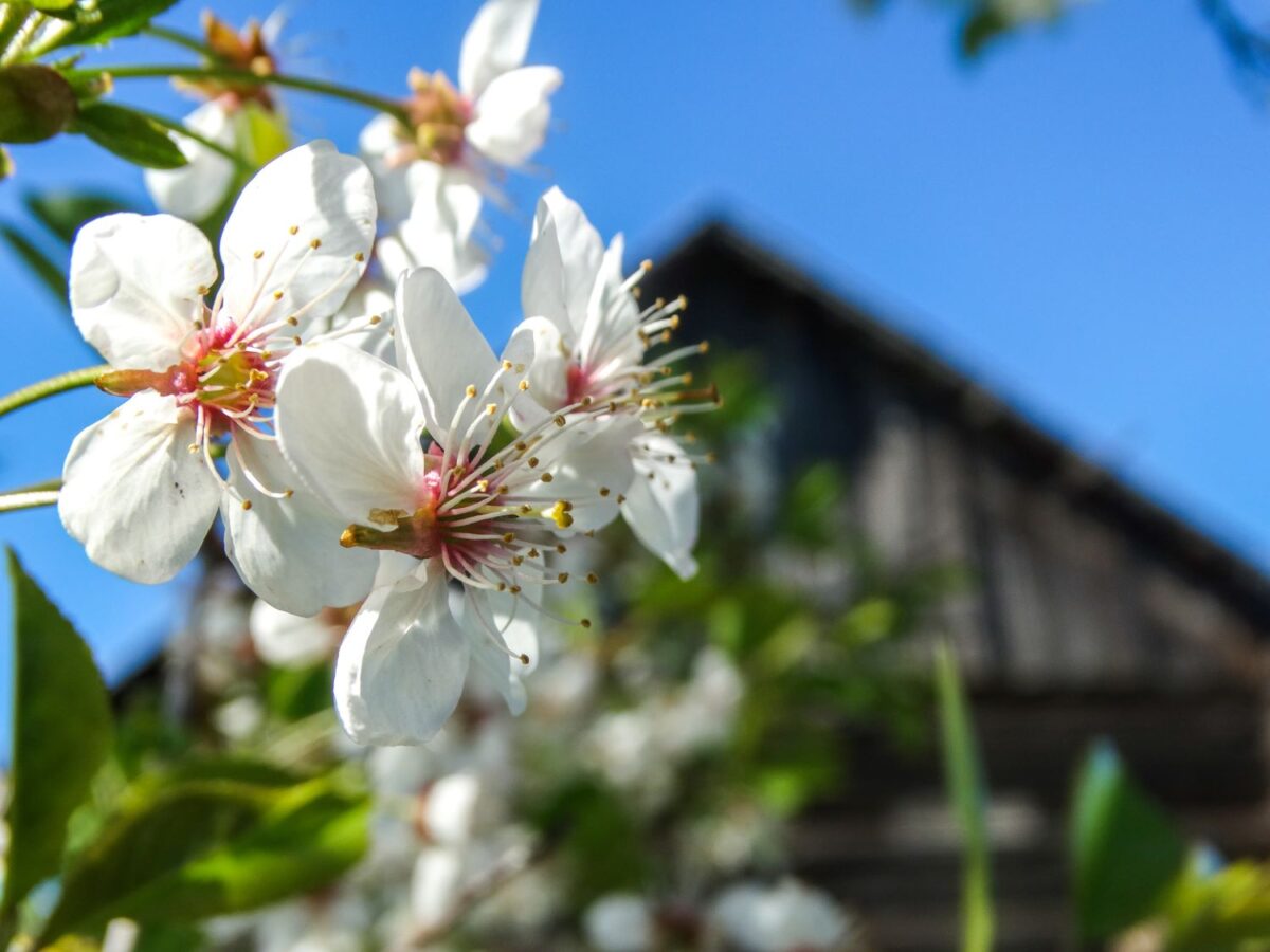 Депутат Госдумы разъяснил, придется ли дачникам сносить бани и сараи