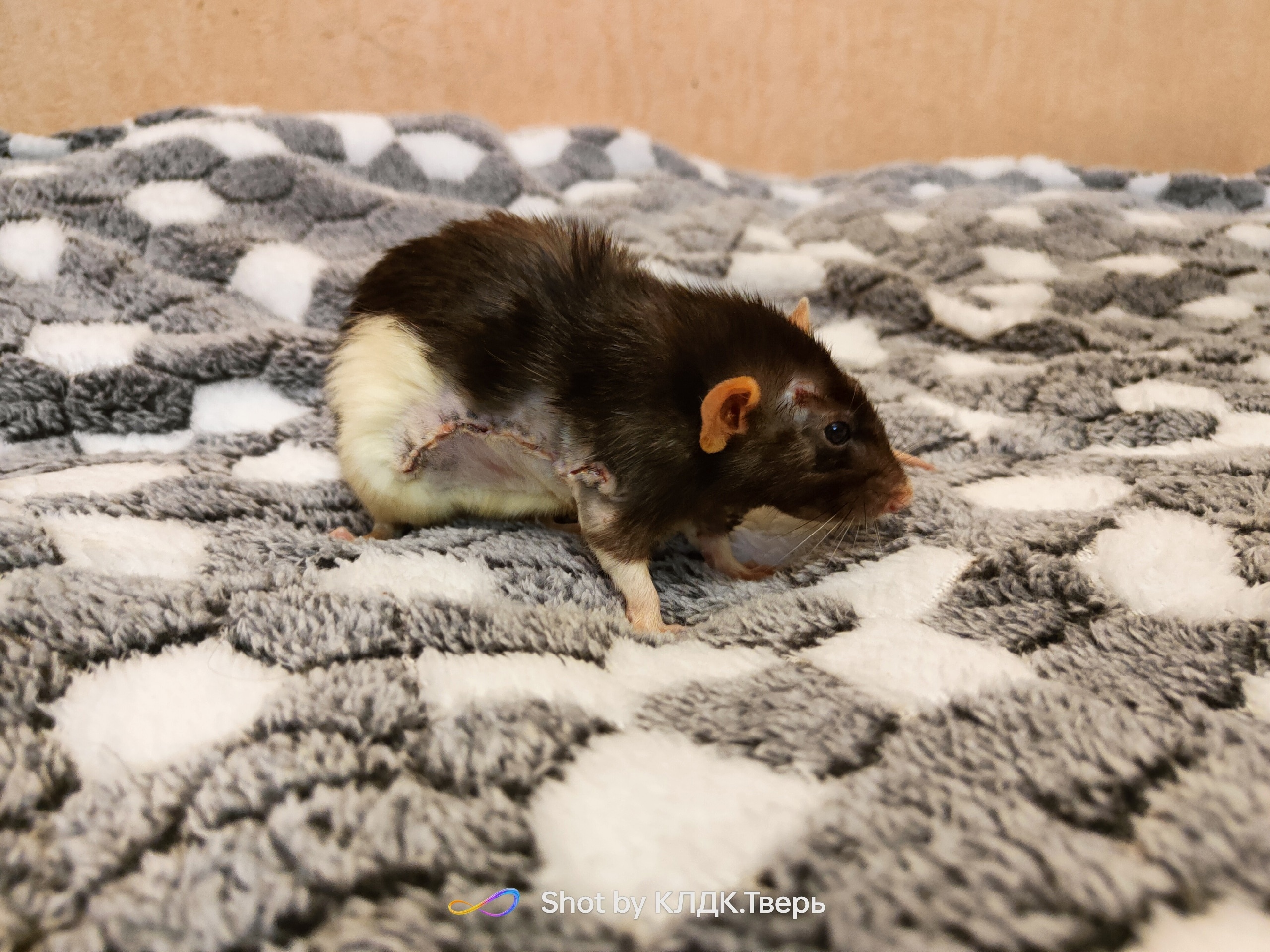 Брошенной крысе из Твери в Москве удалили огромную опухоль