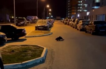 Бобр посетил микрорайон Твери