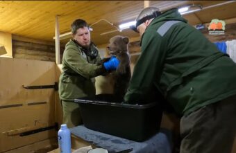 В Тверской области биологи устроили банный день для медвежат