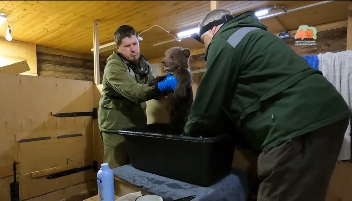 В Тверской области биологи устроили банный день для медвежат