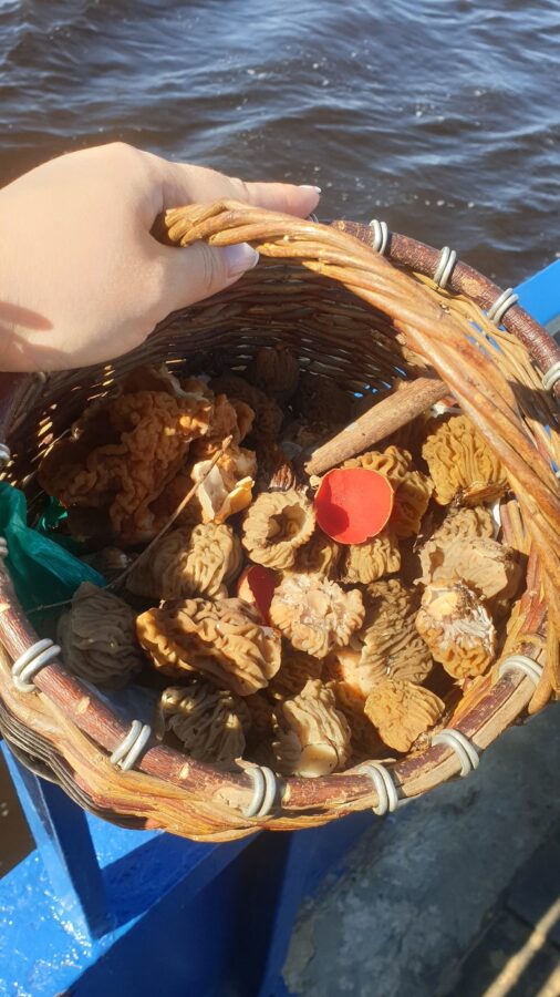 Жители Тверской области носят грибы корзинами и ведрами