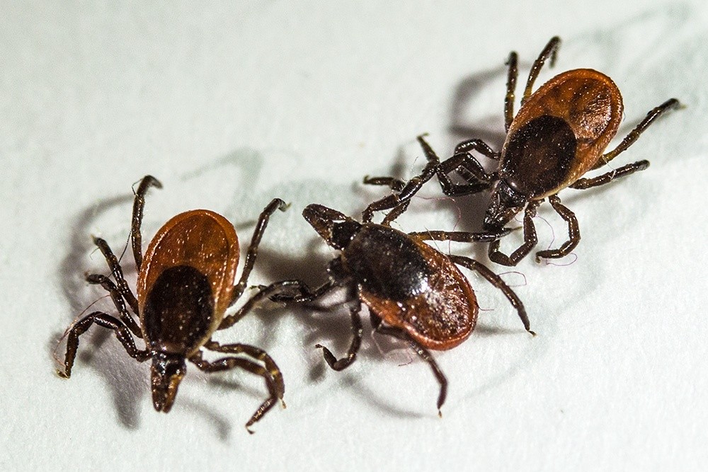 В Тверской области продолжается нашествие клещей