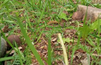 В деревнях под Тверью начали находить нетипичные грибы
