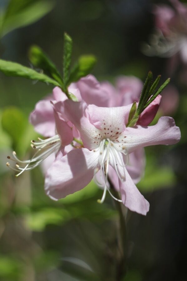 В ботаническом саду Твери украли уникальное растение