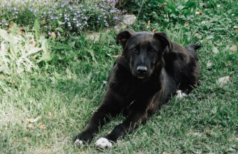 В России могут ввести штрафы до 200 тысяч за укусы собак В России могут ввести штрафы до 200 тысяч за укусы собак