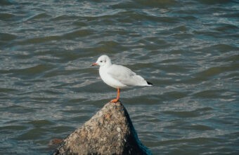 В Роспотребнадзоре предупредили о заражённых чайках в Твери
