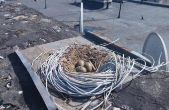 Необычное гнездо обнаружили на крыше дома в Тверской области Необычное гнездо обнаружили на крыше дома в Тверской области