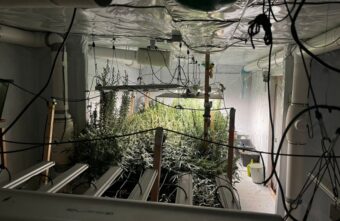 Жители Тверской области выращивали наркотики в домашней оранжерее Жители Тверской области выращивали наркотики в домашней оранжерее