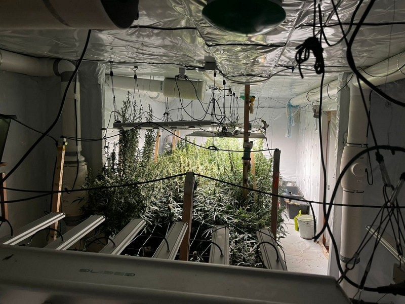 Жители Тверской области выращивали наркотики в домашней оранжерее
