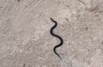 Возле детской площадки в Тверской области ползала гадюка Возле детской площадки в Тверской области ползала гадюка