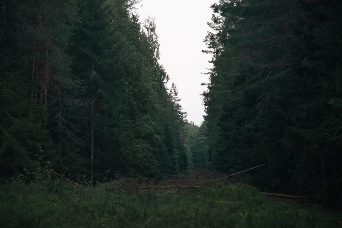 Житель Тверской области предстанет перед судом за незаконную рубку леса в особо крупном размере