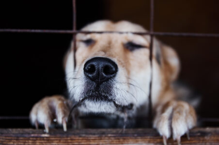 В Твери пройдёт выставка-раздача бездомных животных
