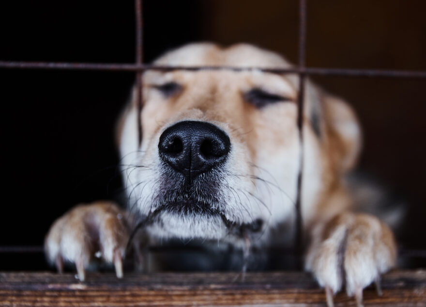 В Твери пройдёт выставка-раздача бездомных животных